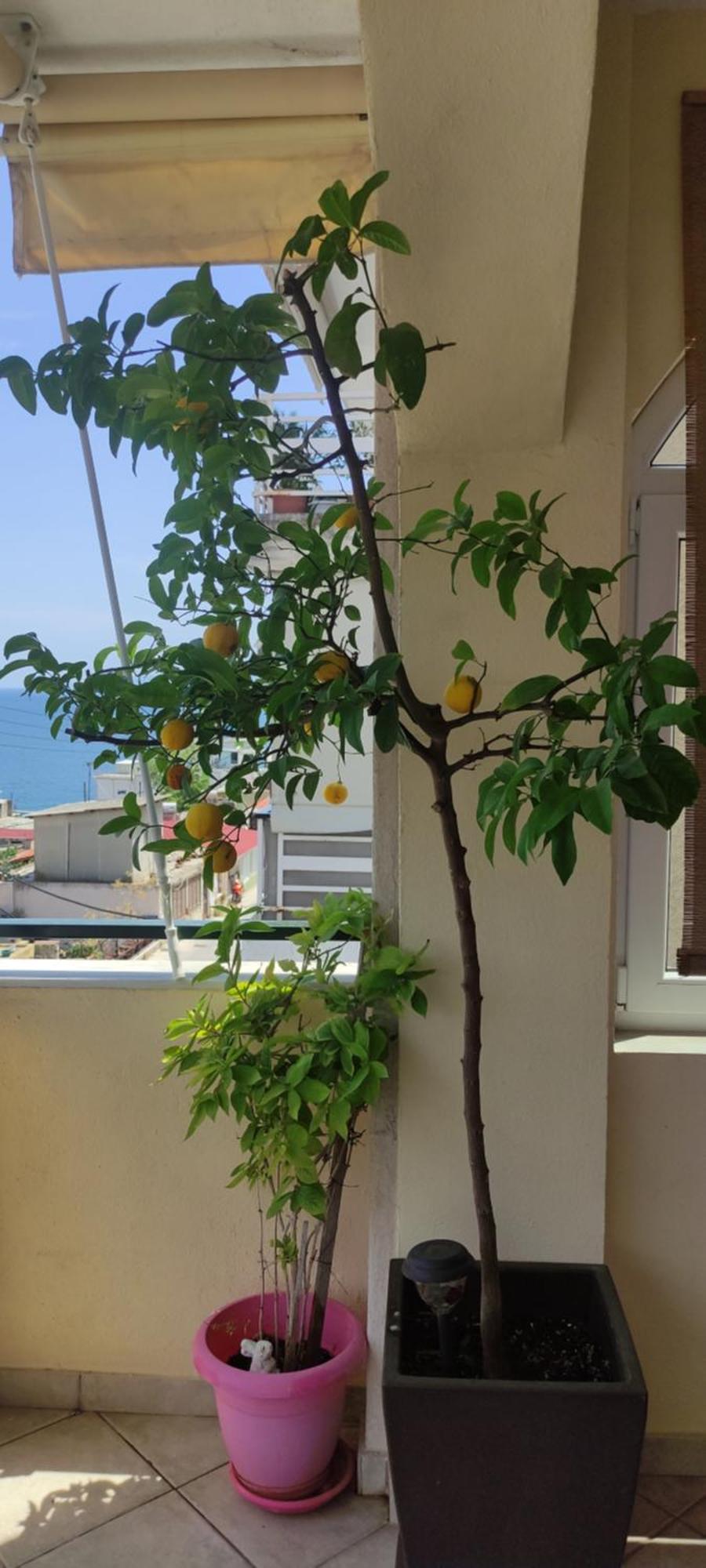 Apartment Kaelio Kavala